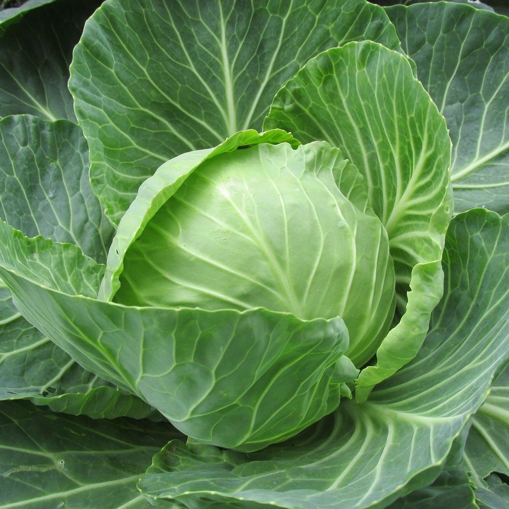 Cabbage Seeds - Excellent Germination