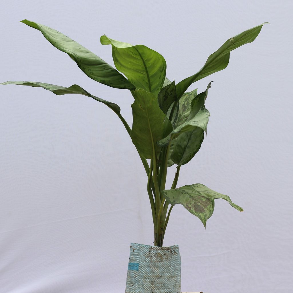 Aglaonema / Aglonema Green in 7 inch nursery bag