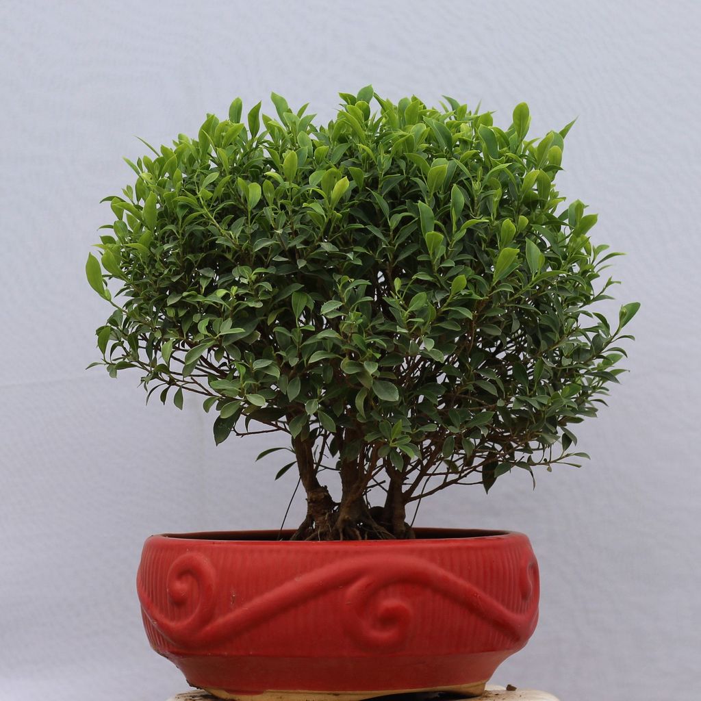 Ficus Microcarpa Bonsai in 4 inch ceramic pot