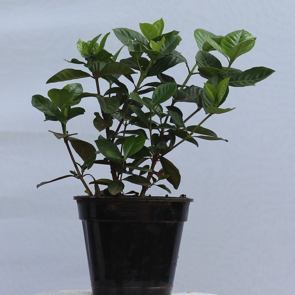 Fragrant Gardenia Gandhraj in 6 inch plastic pot