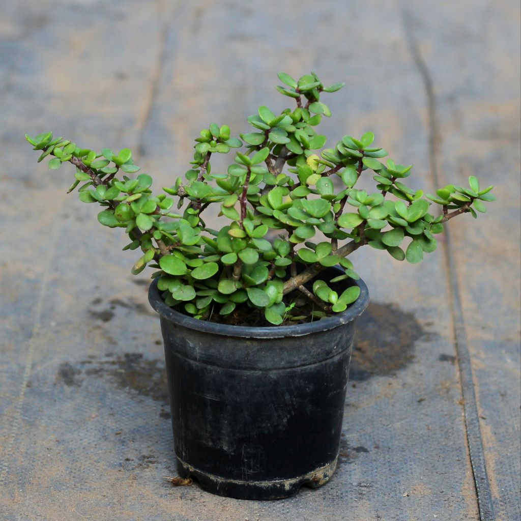 Jade Plant in 3 Inch Plastic Pot