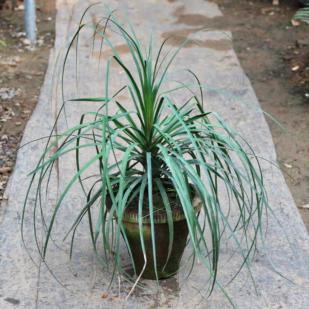 Lolina Palm Plant in 10 Inch Terracotta Clay Pot