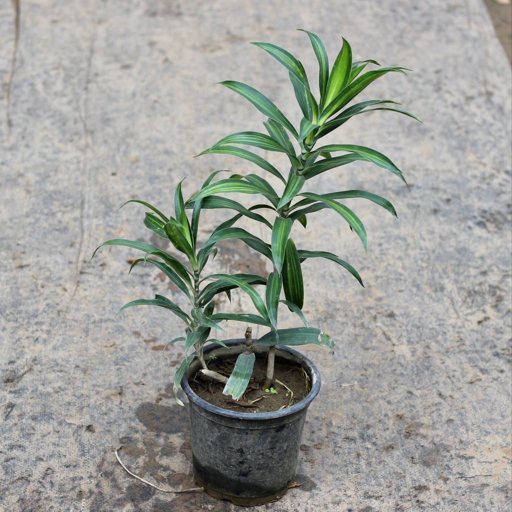 Song of India Plant Green in 6 Inch Plastic Pot