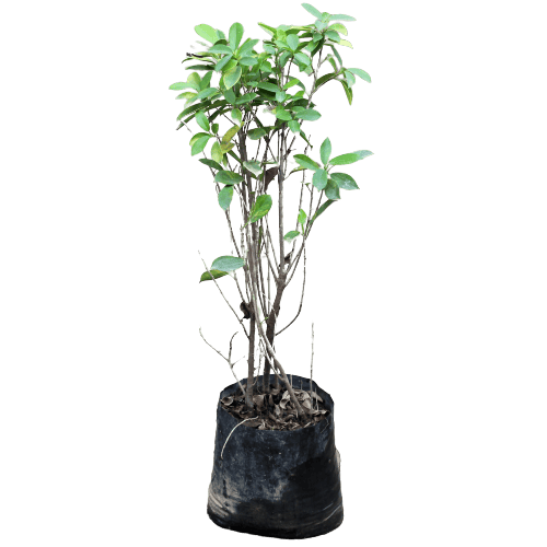 Ficus Panda Plant in 13b Inch Nursery Bag