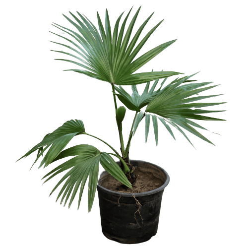 China Palm Plant in 10 Inch Plastic Pot