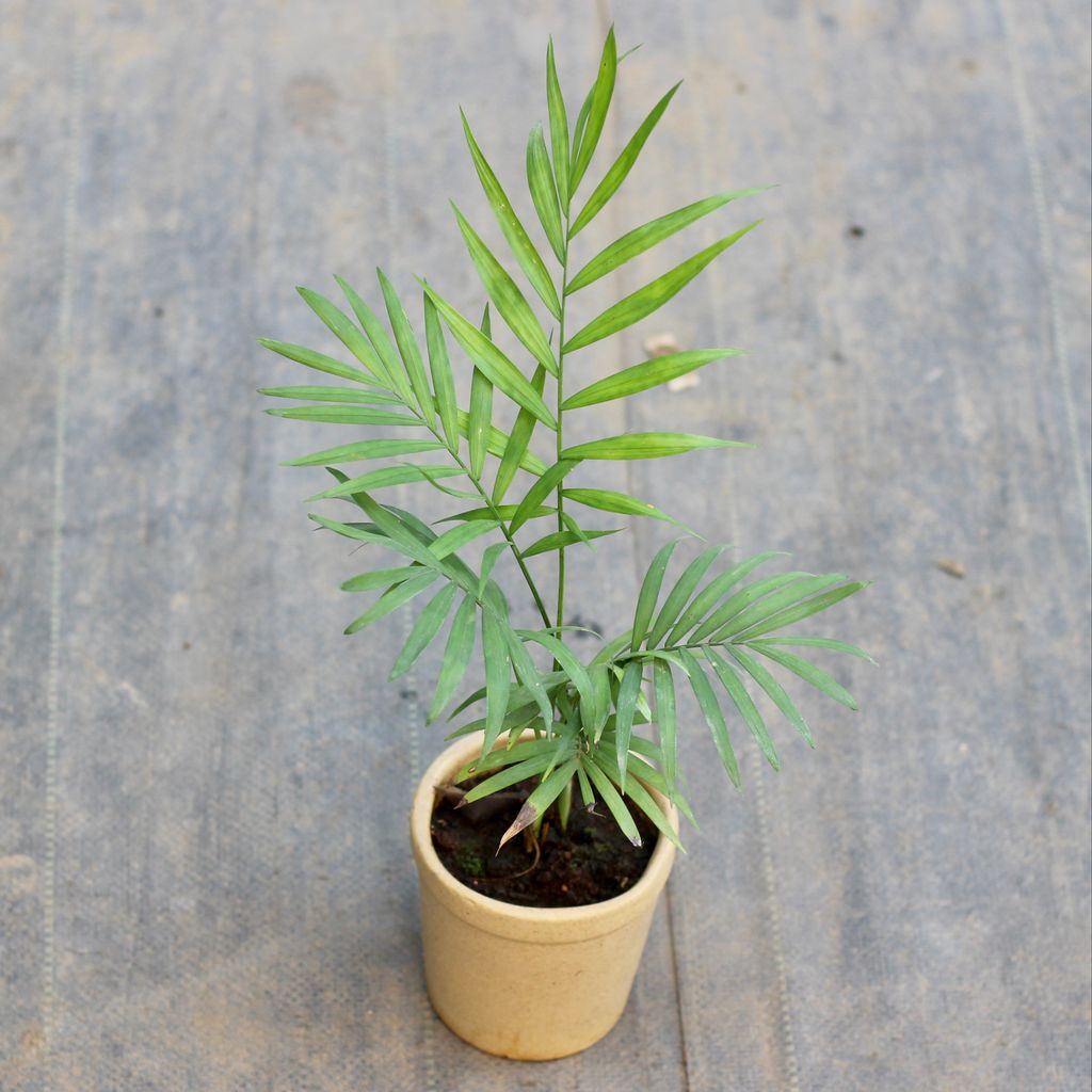 Chamaedorea Palm Plant in 4 Inch Ceramic Pot