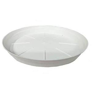6 Inch White Plate