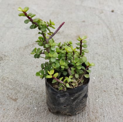 Buy Jade Plant in 4 Inch Nursery bag Online | Urvann.com