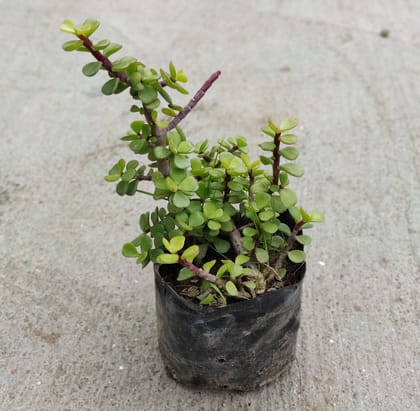Buy Set of 3 - Jade Plant in 4 Inch Nursery bag Online | Urvann.com