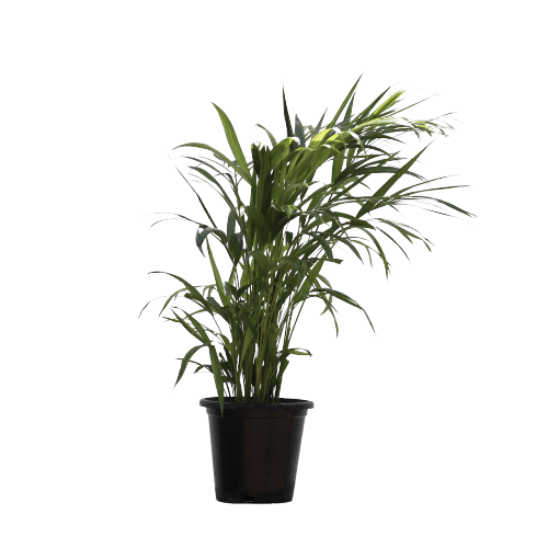 Areca Palm (2 in 1) Dwarf in 8 Inch Planter