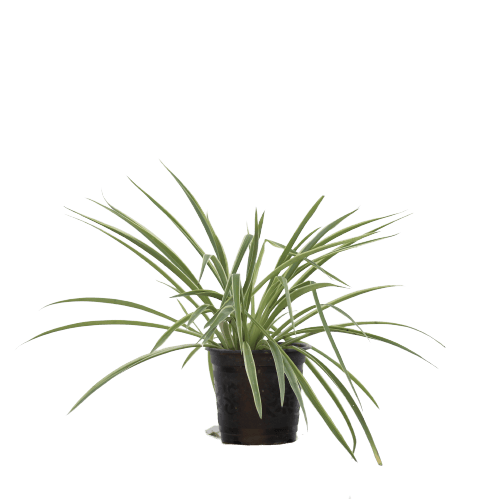 Spider Plant - Small in 6 Inch Planter