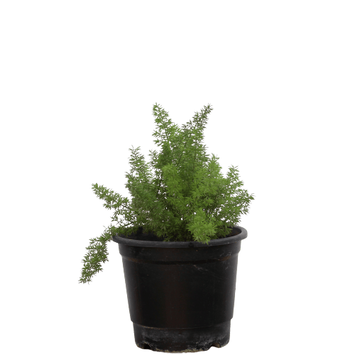 Asparagus Fern in 6 Inch Planter