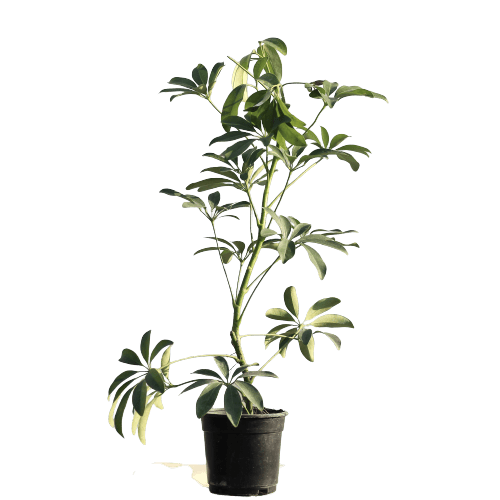 Schefflera - Green in 5X8 Inch Planter