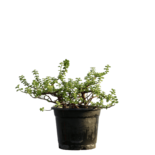 Jade Plant - Basket in 10 Inch Planter