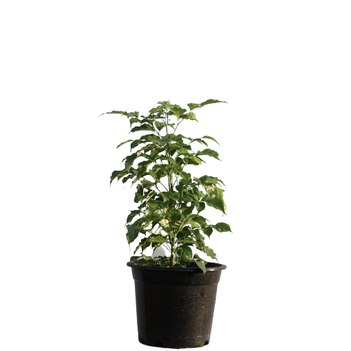 Radermachera in 10 Inch Planter