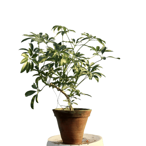 Schefflera in Terracotta Pot (1.5-2 feet)