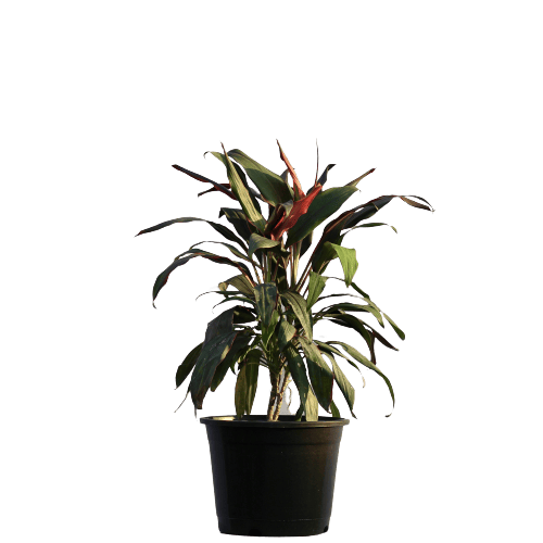 Dracaena Kedarnath - Red in 10 Inch Planter