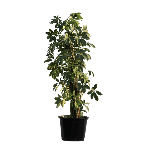 Schefflera Green with Moss-Stick in 12 Inch Planter