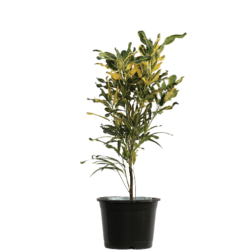 Croton Yellow Mix (Narrow Leaf) in 12 Inch Planter