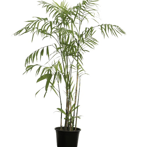 Cane Palm (5 feet) in 12 Inch Planter