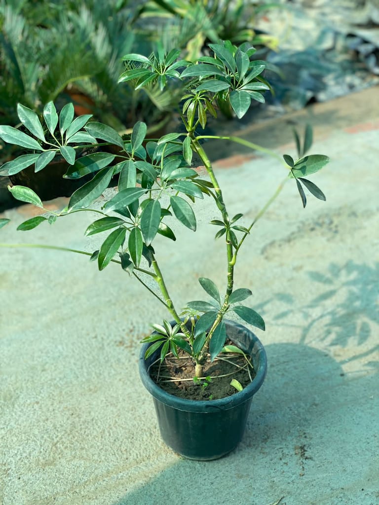Schefflera Green in 8 Inch Plastic Pot