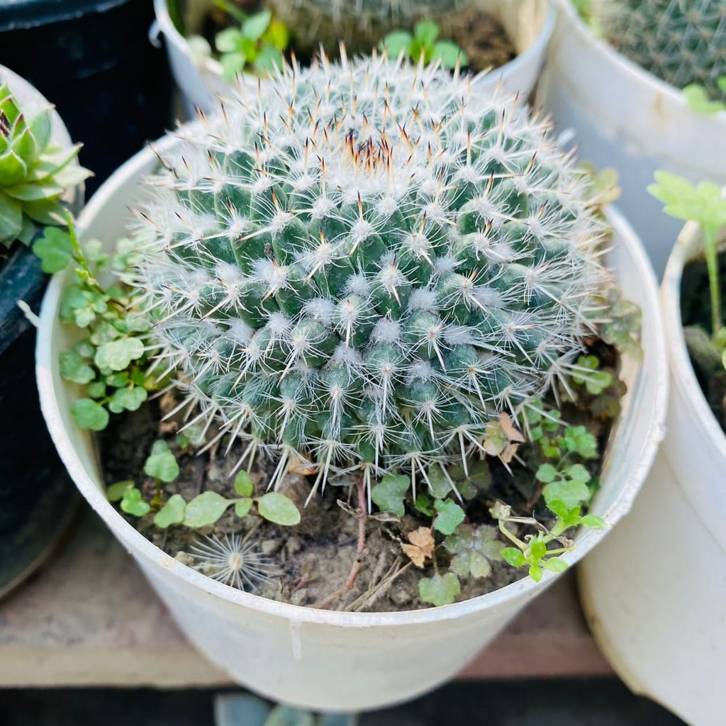White Thorn Cactus in 4 Inch Plastic Pot