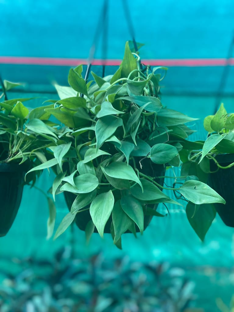 Oxycardium Green in 8 Inch Plastic Hanging Basket