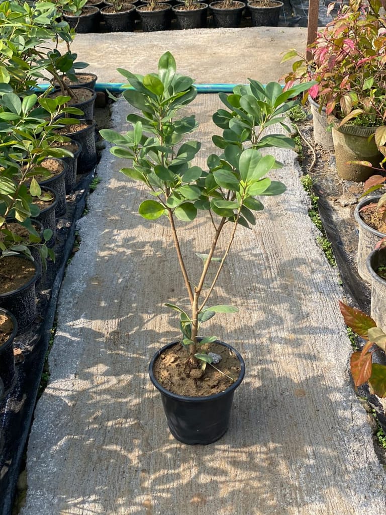 Ficus Long-Island in 8 Inch Plastic Pot