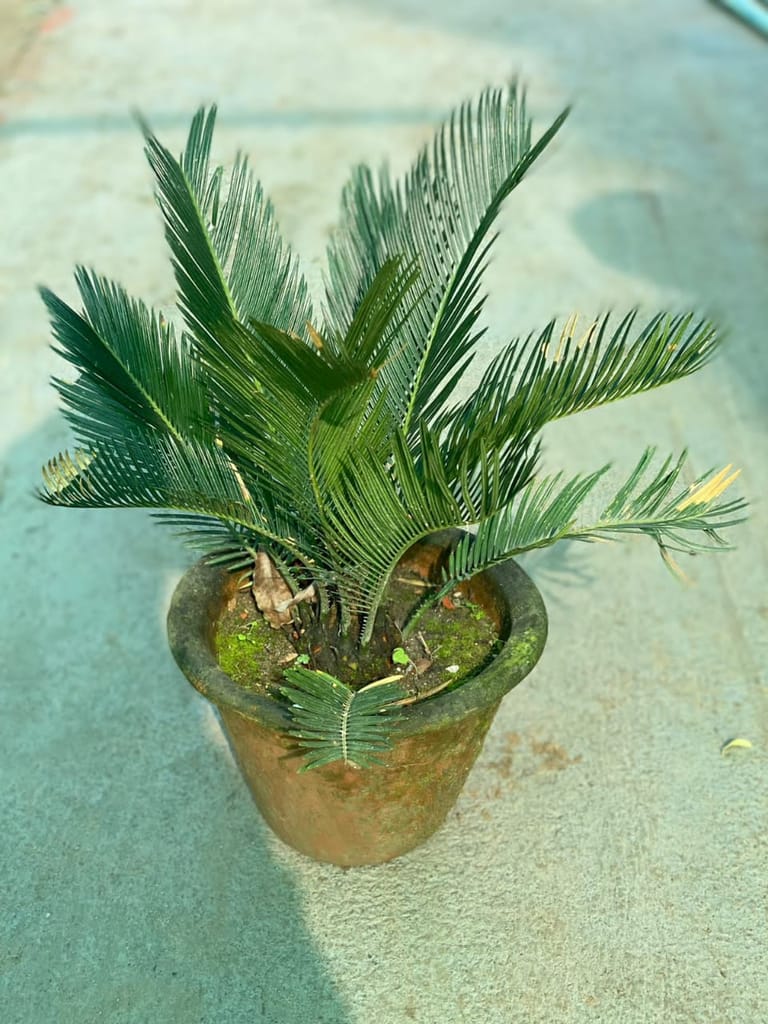 Cycas Palm / Sago Palm in 9 Inch Terracotta Pot