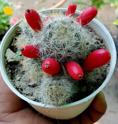 Buy Cactus Green in 3 Inch Plastic Pot Online | Urvann.com