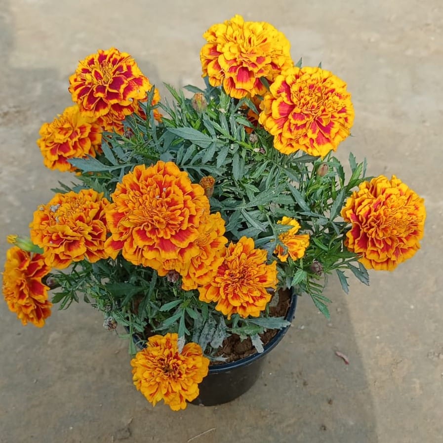 Marigold / Genda Jafri (Any colour) in 6 Inch Black Nursery Pot