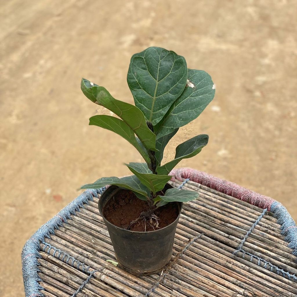 Fiddle Leaf Fig Dwarf in 6 Inch Plastic Pot