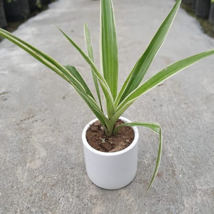 Buy Air Purifying Spider Plant in 4 Inch Classy Ceramic Pot Online | Urvann.com