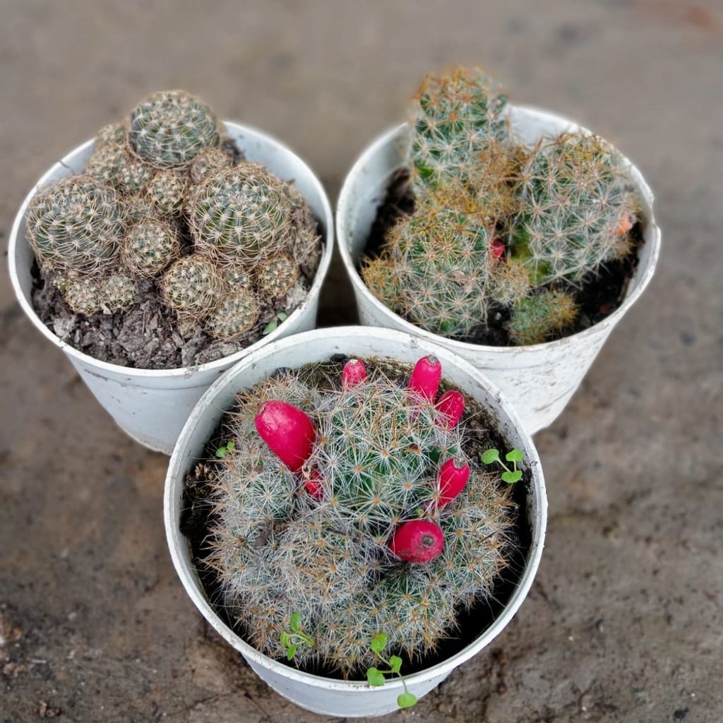 Set of 3 - Cactus in 3 Inch White Plastic Pot