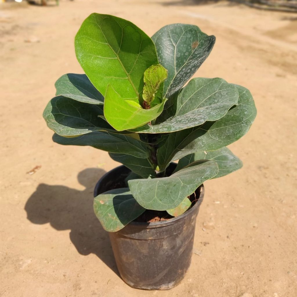 Fiddle Leaf Fig in 8 Inch Plastic Pot