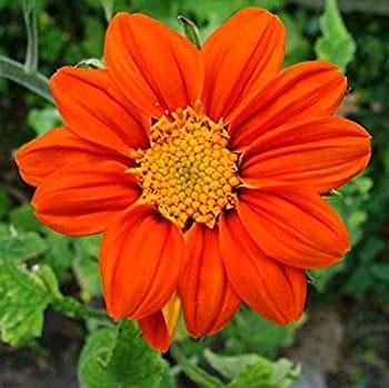 Tithonia Red Seeds - Excellent Germination