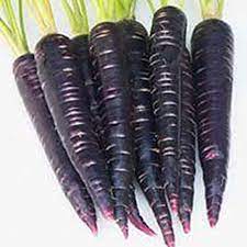 Black Carrot Seeds - Excellent Germination
