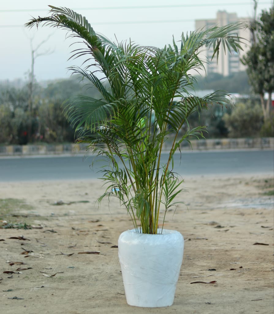 Areca Palm (~6ft) in 17 Inch Fiber Apple Pot (Plant and Pot will come separately- repotting required)