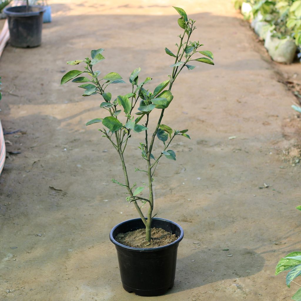 Grapefruit / Chakotra in 10 Inch Plastic Pot