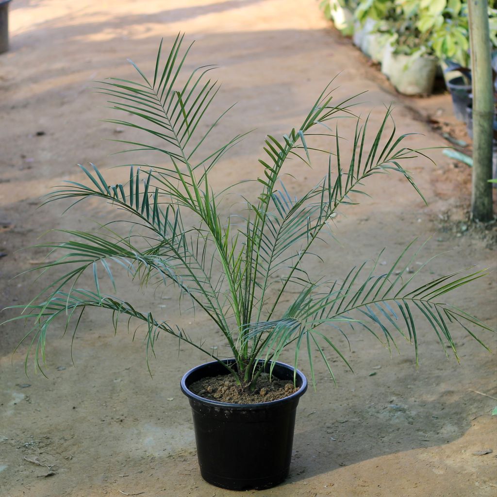 Phoenix Palm in 10 Inch Plastic Pot
