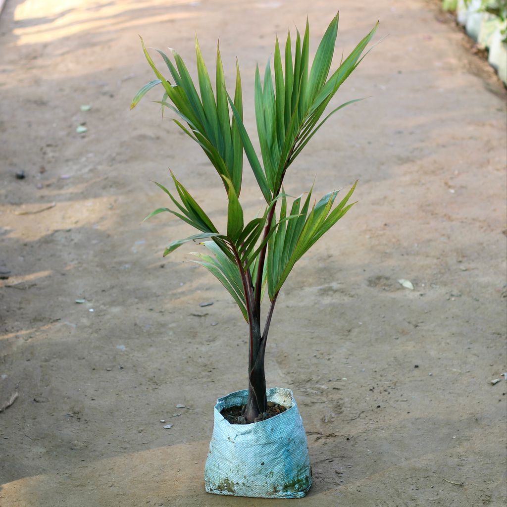 Champion Palm in 7 Inch Nursery Bag