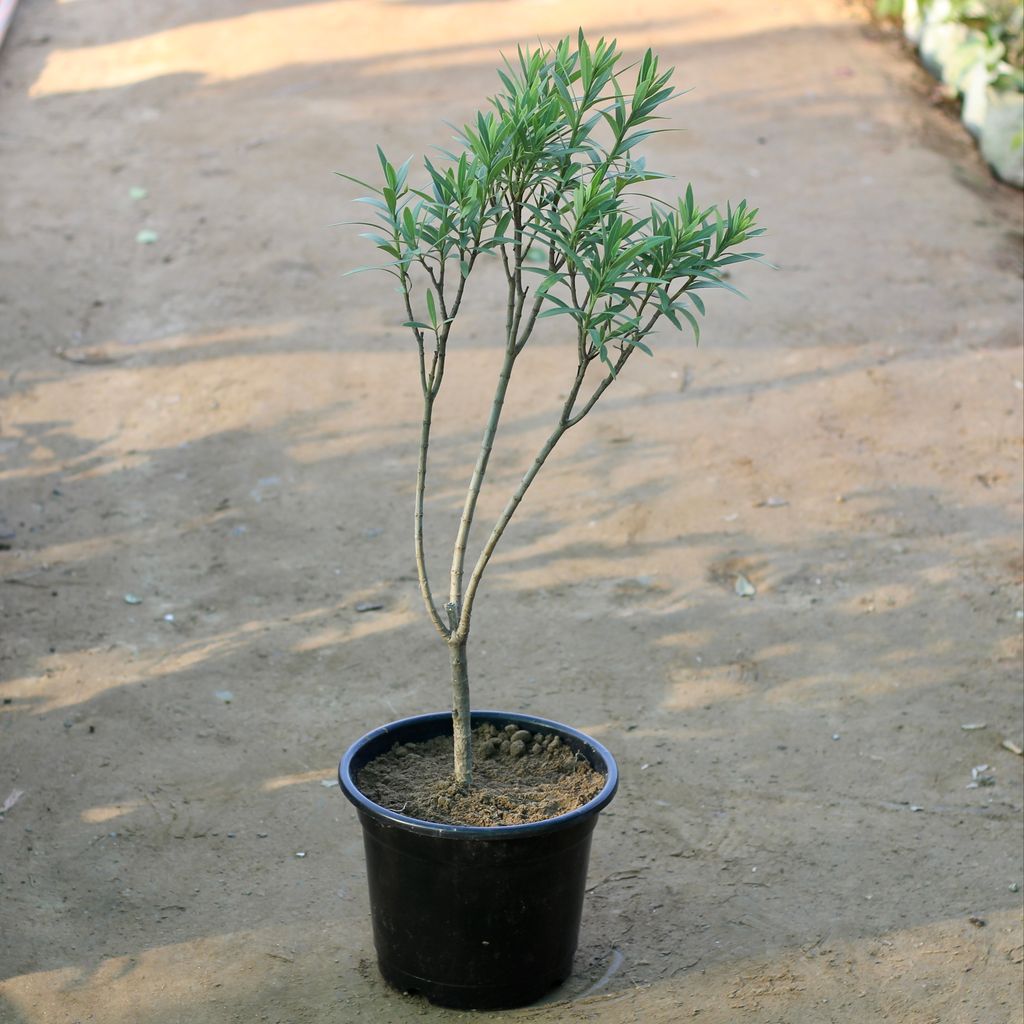 Kaner / Oleander in 10 Inch Plastic Pot