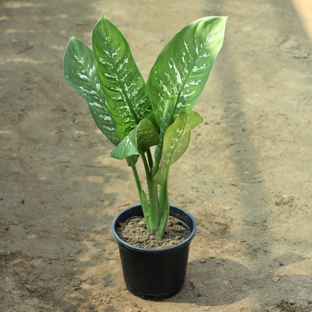 Dieffenbachia in 8 Inch Plastic Pot
