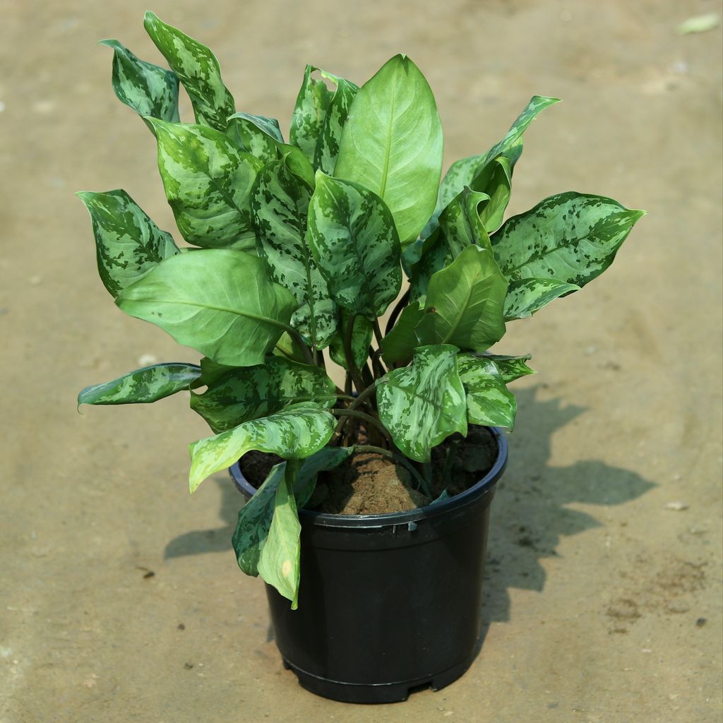 Aglaonema Green in 8 Inch Plastic Pot