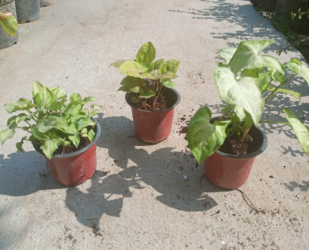 Set of 3 Syngonium - Bronze Red , Large Pixie, Yammi in 4 inch plastic pot