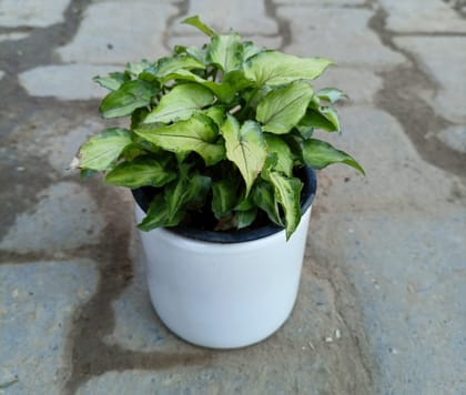 Buy Syngonium Yammi White in 4 inch Classy White Ceramic Planter Online | Urvann.com