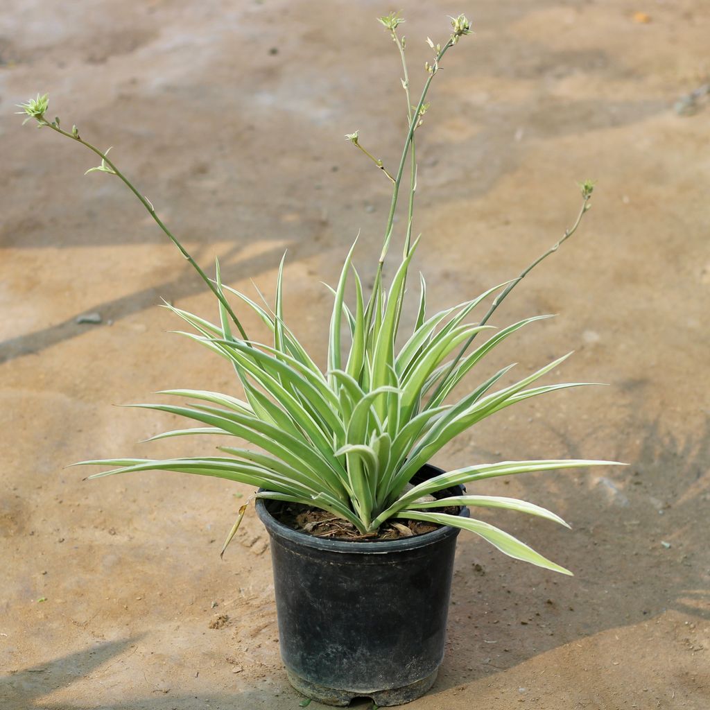 Spider Plant in 6 Inch Plastic Pot