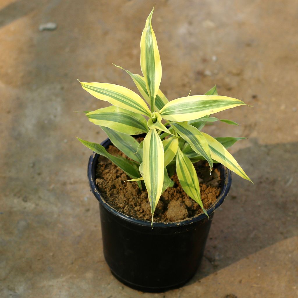 Lucky Bamboo Gold in 6 Inch Plastic Pot