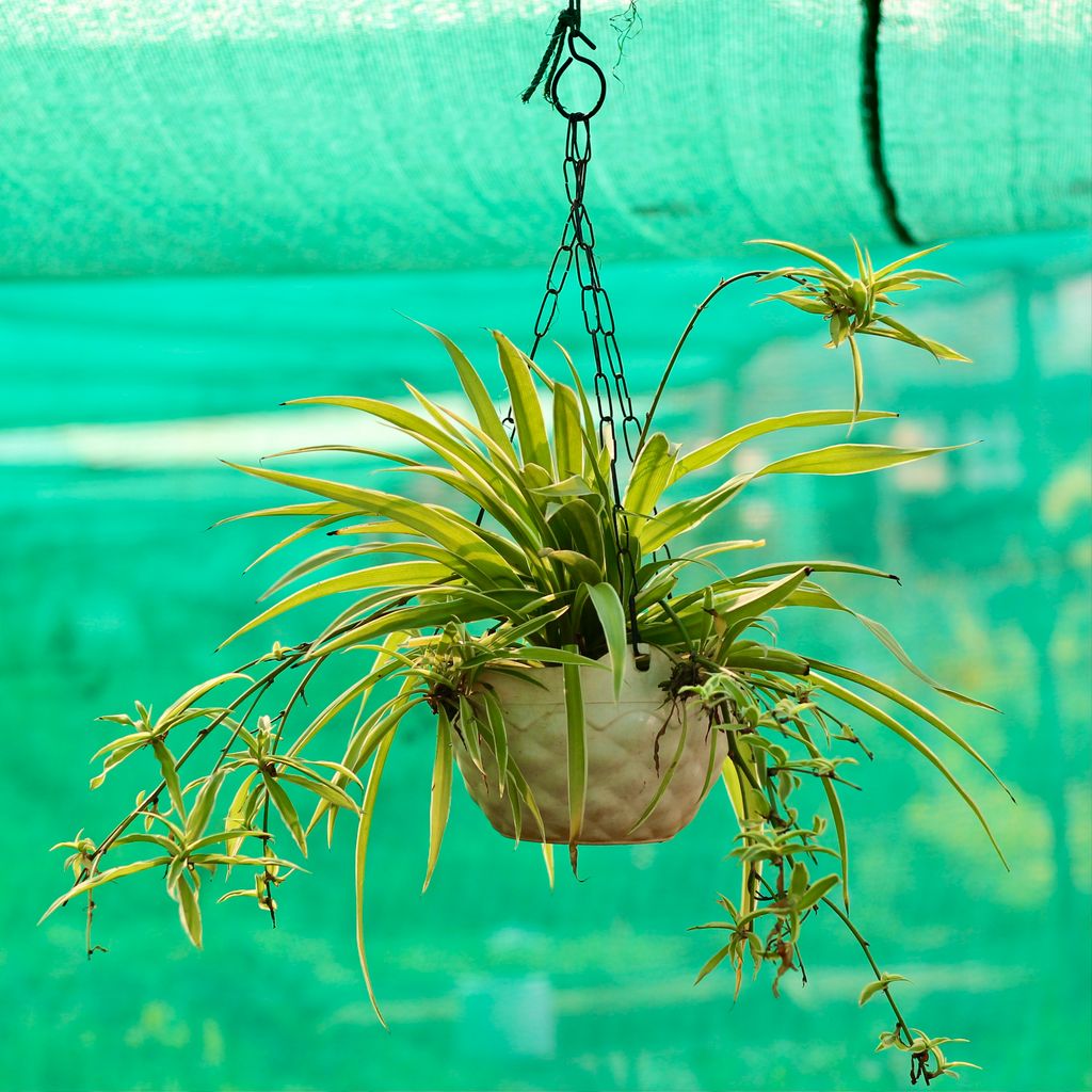 Spider Plant in 8 Inch Hanging Basket