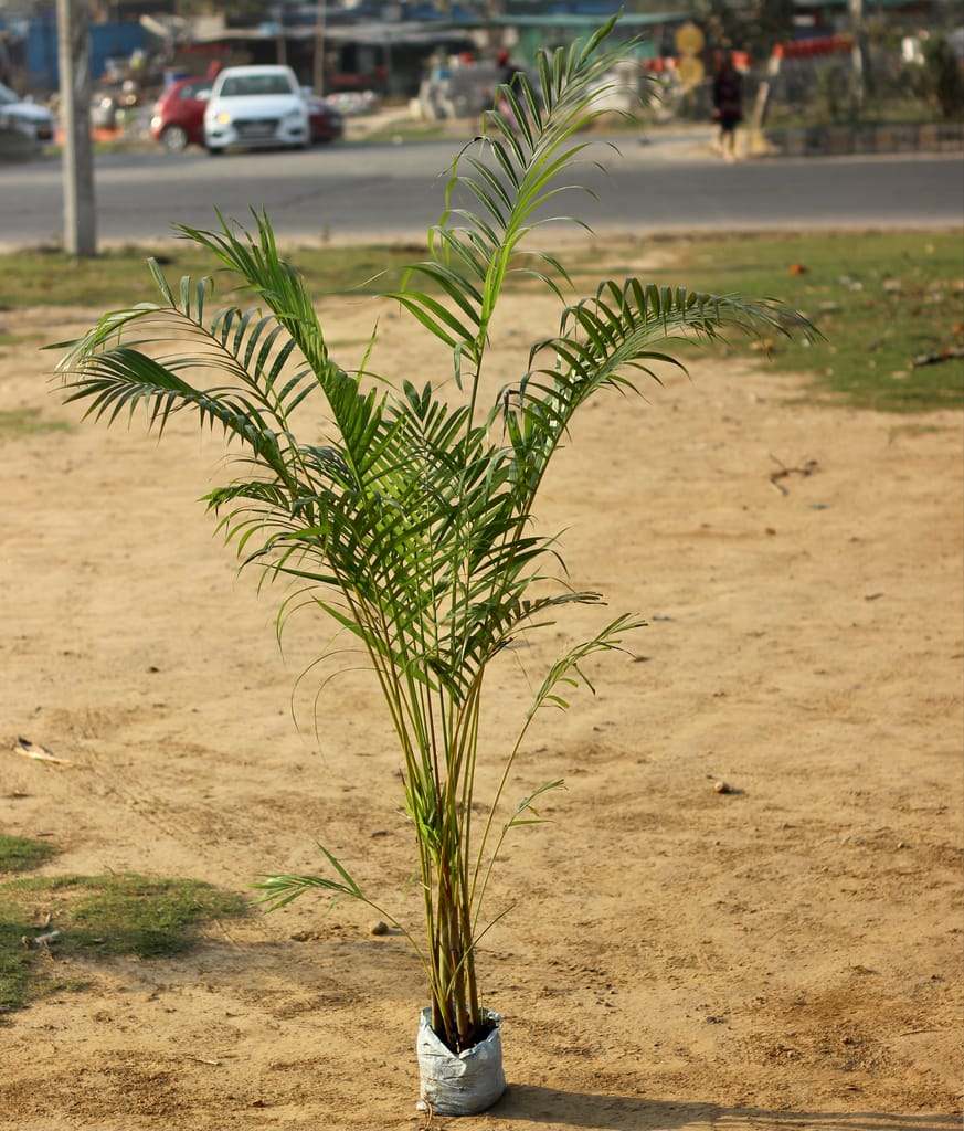 Areca Palm (~5ft) in 7 Inch Nursery Bag